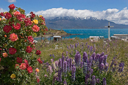 Rosas, chochos y agua color turquesa / Roses, lupines. and turquoise water